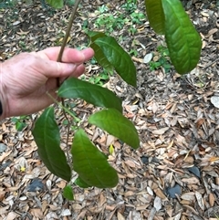 Palmeria scandens at Twelve Mile Peg, NSW - 27 Nov 2024