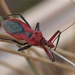 Gminatus australis (Orange assassin bug) at Hall, ACT - 28 Nov 2024 by Anna123