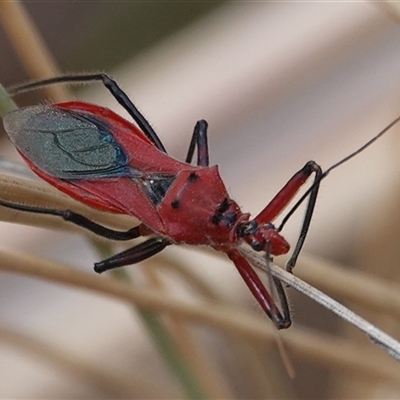 Gminatus australis (Orange assassin bug) at Hall, ACT - 28 Nov 2024 by Anna123