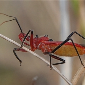 Gminatus australis at Hall, ACT - 28 Nov 2024 09:59 AM