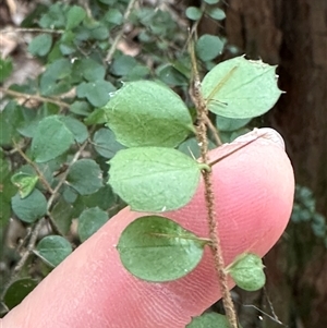 Pittosporum multiflorum (Orange Thorn) at Twelve Mile Peg, NSW by lbradley