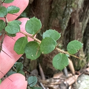 Pittosporum multiflorum at Twelve Mile Peg, NSW - 27 Nov 2024 11:10 AM