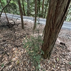 Pittosporum multiflorum at Twelve Mile Peg, NSW - 27 Nov 2024 11:10 AM