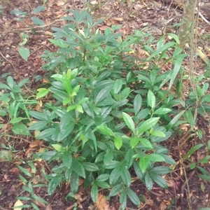 Ardisia crenata at Mossman Gorge, QLD - 28 Feb 2022 12:03 PM