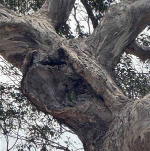 Polytelis swainsonii (Superb Parrot) at Denman Prospect, ACT by BenHarvey