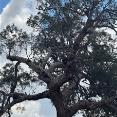 Polytelis swainsonii at Denman Prospect, ACT - suppressed