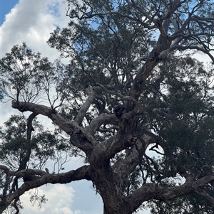 Polytelis swainsonii at Denman Prospect, ACT - suppressed