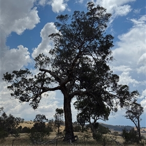 Polytelis swainsonii at Denman Prospect, ACT - suppressed