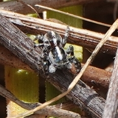 Euophryinae sp. (Mr Stripey) undescribed at Hall, ACT - 27 Nov 2024 by Anna123