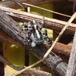 Euophryinae sp. (Mr Stripey) undescribed at Hall, ACT - 28 Nov 2024 10:30 AM