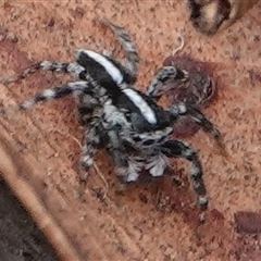 Euophryinae sp. (Mr Stripey) undescribed at Hall, ACT - 28 Nov 2024 10:30 AM