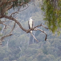 Haliaeetus leucogaster (White-bellied Sea-Eagle) at Yarrow, NSW - 27 Nov 2024 by MB