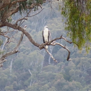 Haliaeetus leucogaster at Yarrow, NSW - 28 Nov 2024 08:55 AM