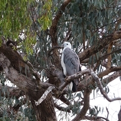 Haliaeetus leucogaster at Yarrow, NSW - 28 Nov 2024 08:55 AM