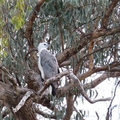 Haliaeetus leucogaster at Yarrow, NSW - 28 Nov 2024 08:55 AM