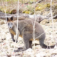 Wallabia bicolor (Swamp Wallaby) at Yarrow, NSW - 28 Nov 2024 by MB