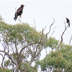 Aquila audax (Wedge-tailed Eagle) at Yarrow, NSW - 27 Nov 2024 by MB