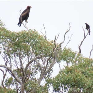 Aquila audax at Yarrow, NSW - 28 Nov 2024