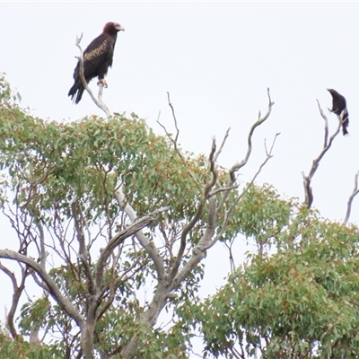 Aquila audax (Wedge-tailed Eagle) at Yarrow, NSW - 28 Nov 2024 by MB