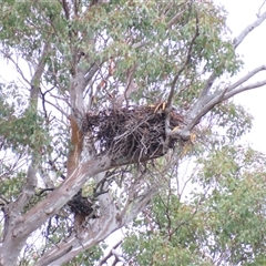 Aquila audax at Yarrow, NSW - 28 Nov 2024 09:34 AM