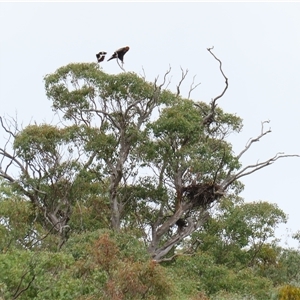 Aquila audax at Yarrow, NSW - 28 Nov 2024