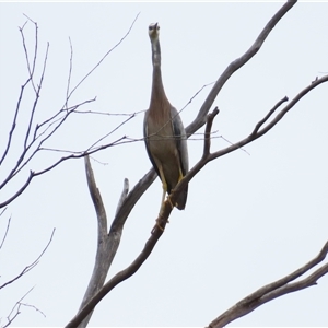 Egretta novaehollandiae at Yarrow, NSW - 28 Nov 2024