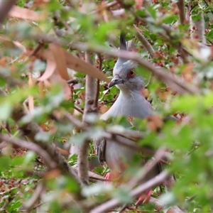 Ocyphaps lophotes (Crested Pigeon) at Richardson, ACT by MB