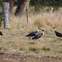 Threskiornis spinicollis (Straw-necked Ibis) at Richardson, ACT - 26 Nov 2024 by MB