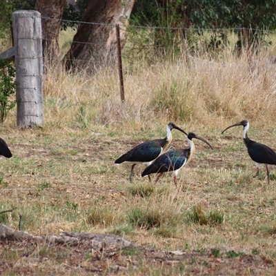 Threskiornis spinicollis at Richardson, ACT - 25 Nov 2024 by MB