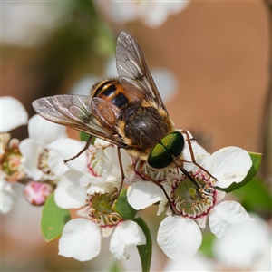 Copidapha maculiventris at Uriarra Village, ACT - 25 Nov 2024