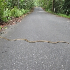 Simalia kinghorni at Mossman Gorge, QLD - 14 Dec 2018 by JasonPStewartNMsnc2016