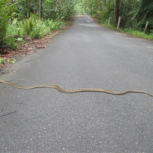 Simalia kinghorni at Mossman Gorge, QLD - 15 Dec 2018 10:20 AM