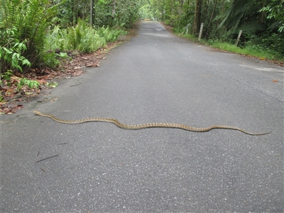 Simalia kinghorni (Australian scrub python, Scrub python, Amethystine python) at Mossman Gorge, QLD - 15 Dec 2018 by JasonPStewartNMsnc2016