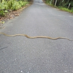 Simalia kinghorni at Mossman Gorge, QLD - 15 Dec 2018 10:20 AM