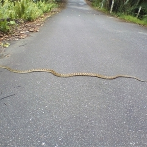 Simalia kinghorni at Mossman Gorge, QLD - 15 Dec 2018