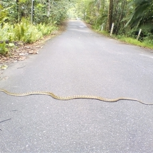 Simalia kinghorni at Mossman Gorge, QLD - 15 Dec 2018 10:20 AM