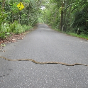 Simalia kinghorni at Mossman Gorge, QLD - 15 Dec 2018 10:20 AM