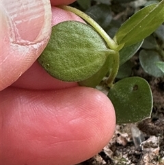 Peperomia tetraphylla (Four-leaved Peperomia) at Twelve Mile Peg, NSW - 27 Nov 2024 by lbradley