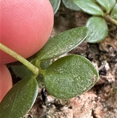 Peperomia tetraphylla at Twelve Mile Peg, NSW - 27 Nov 2024 11:06 AM