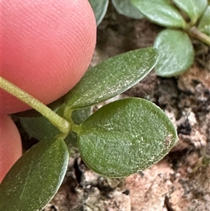 Peperomia tetraphylla at Twelve Mile Peg, NSW - 27 Nov 2024 11:06 AM