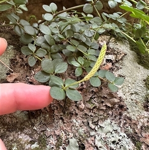 Peperomia tetraphylla at Twelve Mile Peg, NSW - 27 Nov 2024