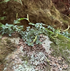 Peperomia tetraphylla at Twelve Mile Peg, NSW - 27 Nov 2024 11:06 AM