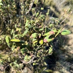 Correa sp. at Strathnairn, ACT - 26 Sep 2024 by BenHarvey