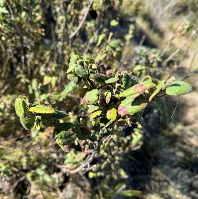 Correa sp. at Strathnairn, ACT - 26 Sep 2024 by BenHarvey