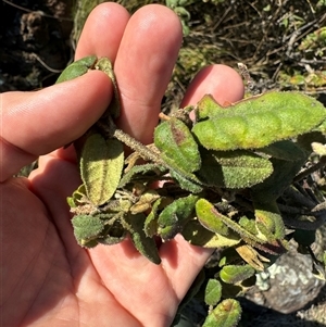 Correa reflexa var. reflexa at Strathnairn, ACT - 27 Sep 2024 09:41 AM