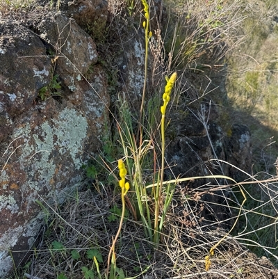 Bulbine glauca (Rock Lily) at Strathnairn, ACT - 27 Sep 2024 by BenHarvey