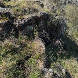 Bulbine glauca at Strathnairn, ACT - 27 Sep 2024