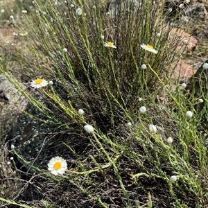 Rhodanthe anthemoides at Strathnairn, ACT - 27 Sep 2024