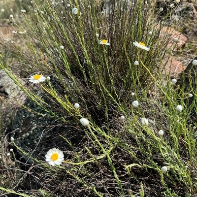 Rhodanthe anthemoides (Chamomile Sunray) at Strathnairn, ACT - 27 Sep 2024 by BenHarvey