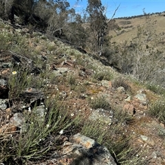 Rhodanthe anthemoides at Strathnairn, ACT - 27 Sep 2024 11:11 AM